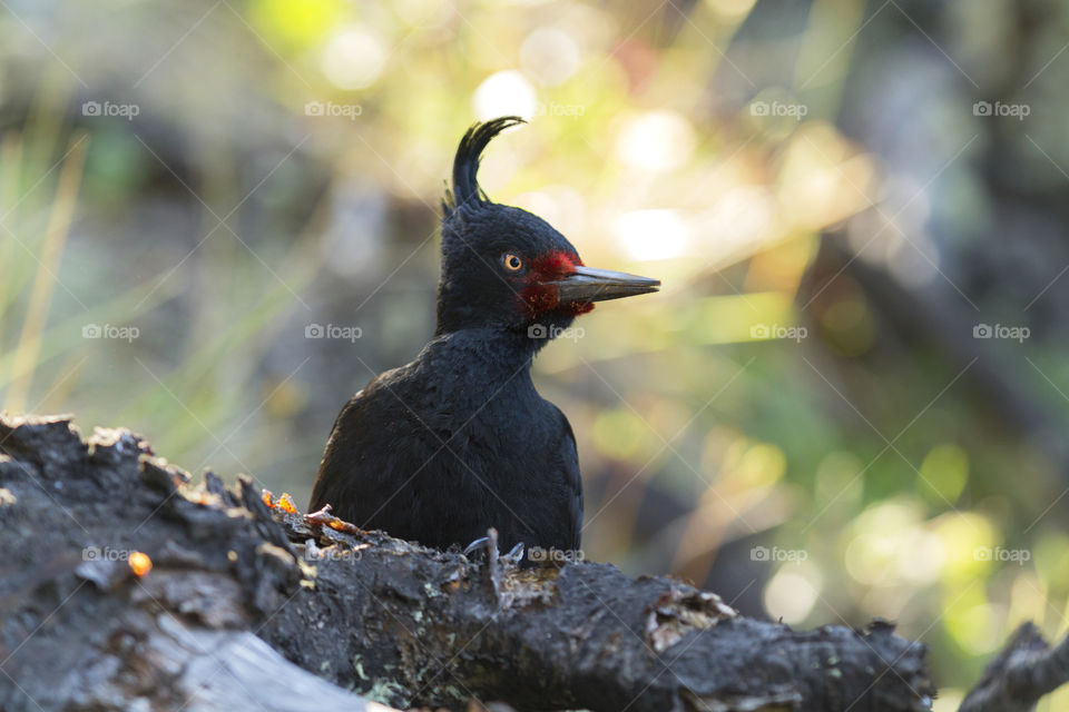 Magellanic Woodpecker.