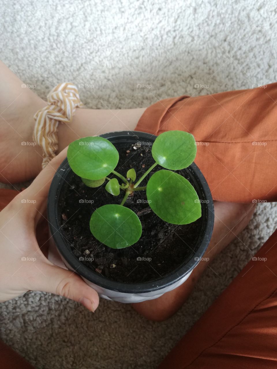 Leaf, Soil, Flora, Flower, Growth