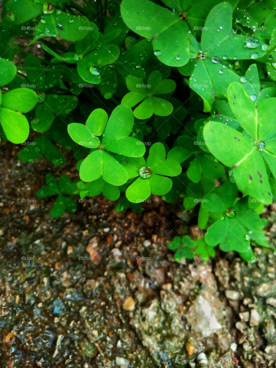 A natural and vibrant green makes these tiny clovers look greater in their essence. Drops of water from the latest rain can be found on the leaves.