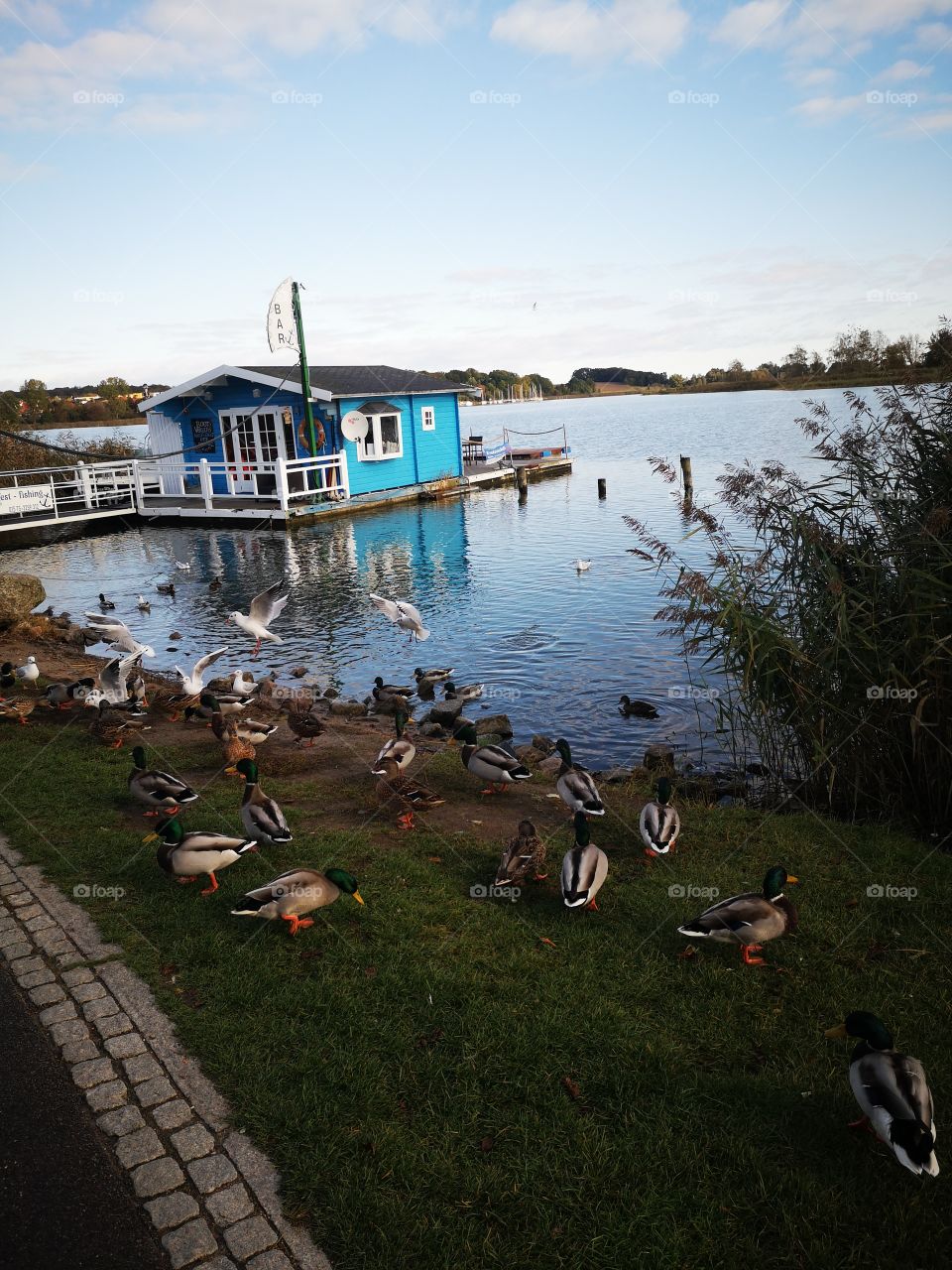 Houseboat ducks