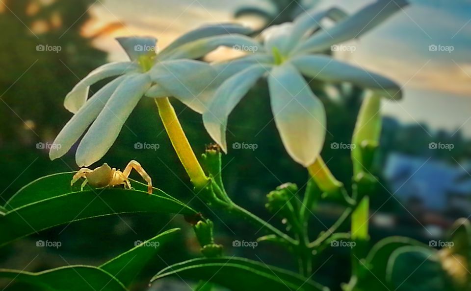 twins. flower together 