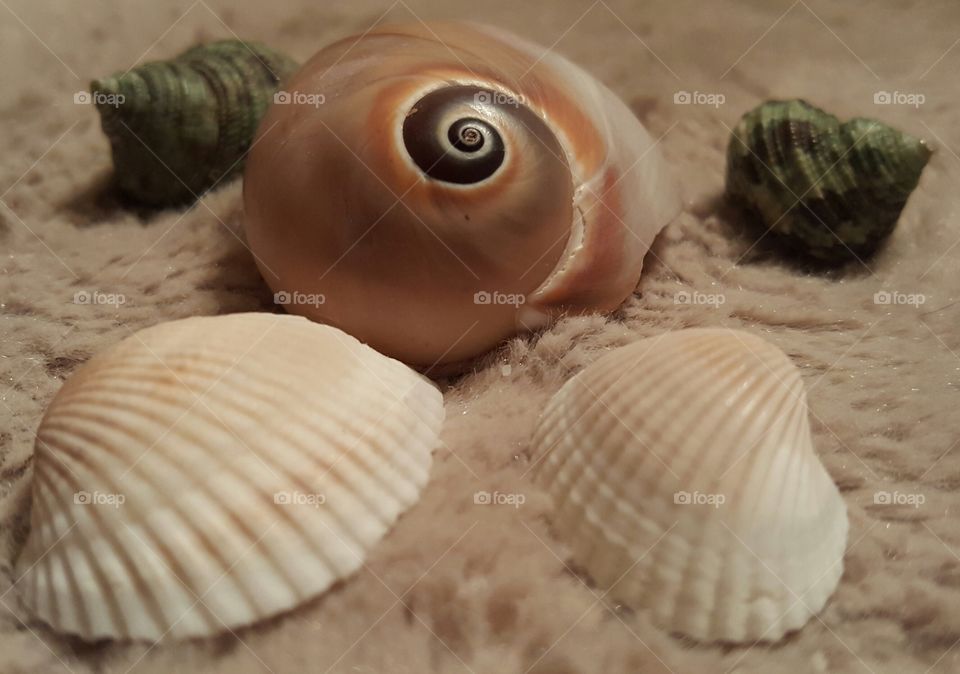 Sea Shells