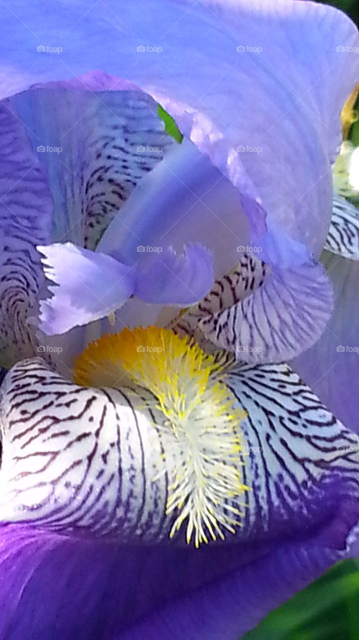 A Beautiful Iris flower