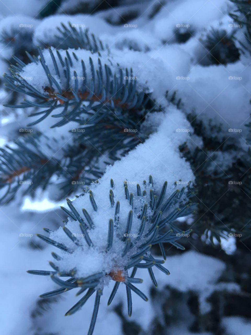 Snow on tree.