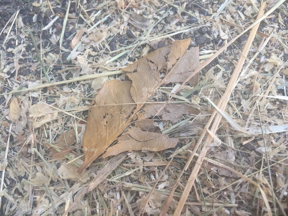 Tattered leaf
