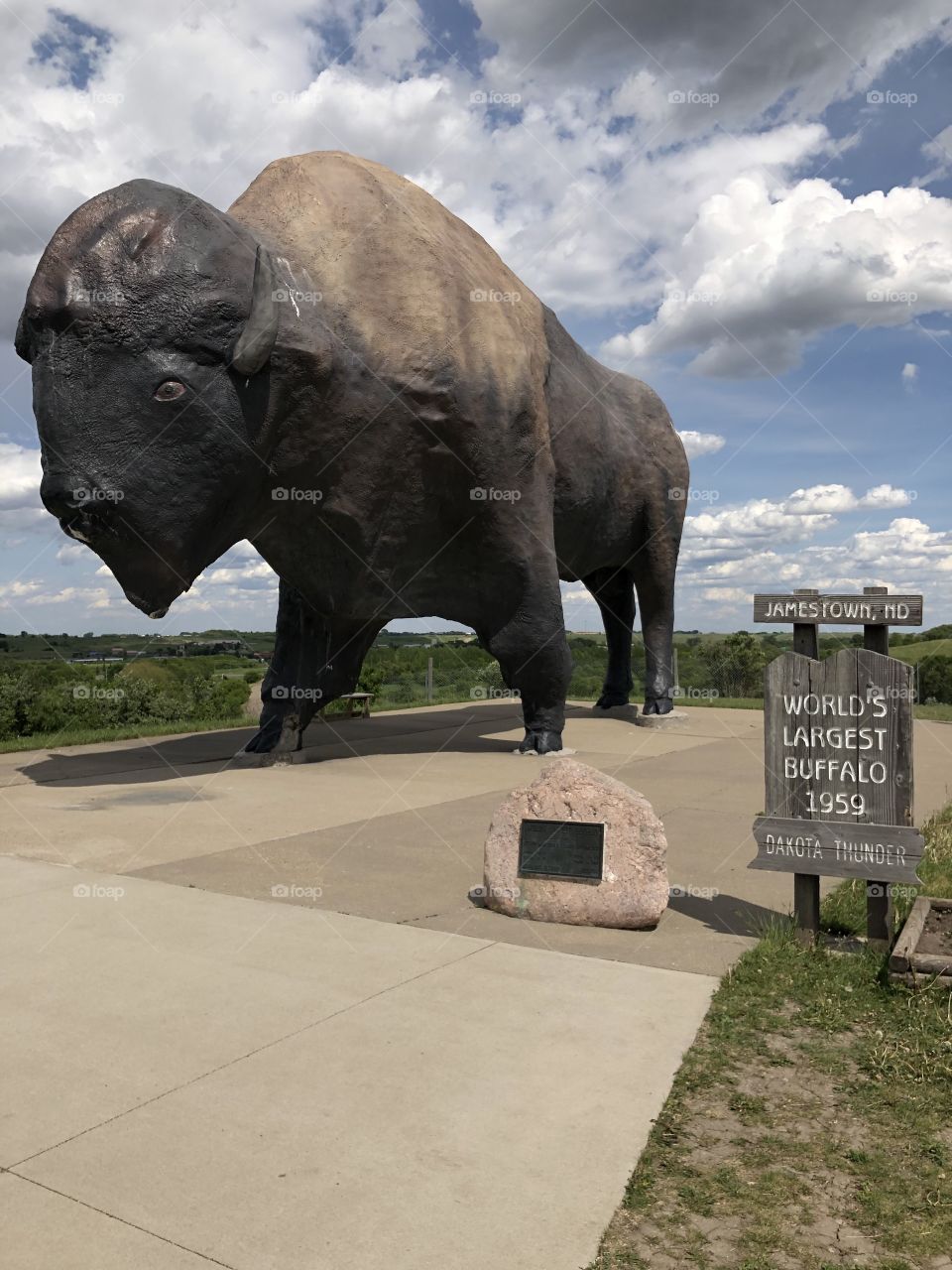 World’s Largest Buffalo