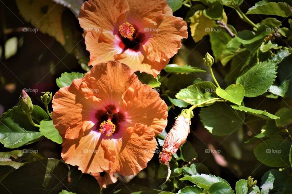 Hibiscus in bloom