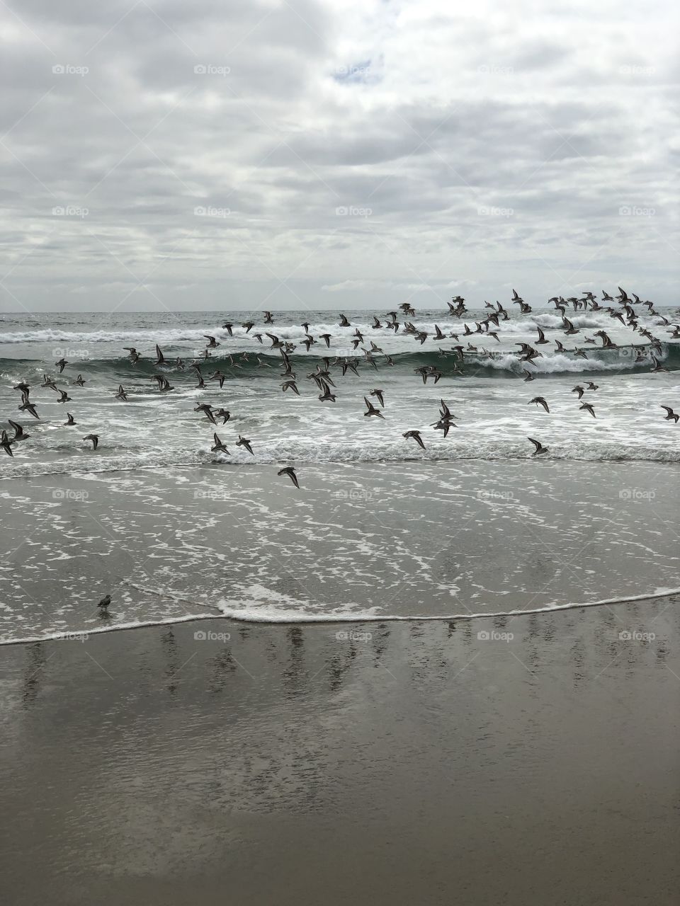 Little Birds in Flight