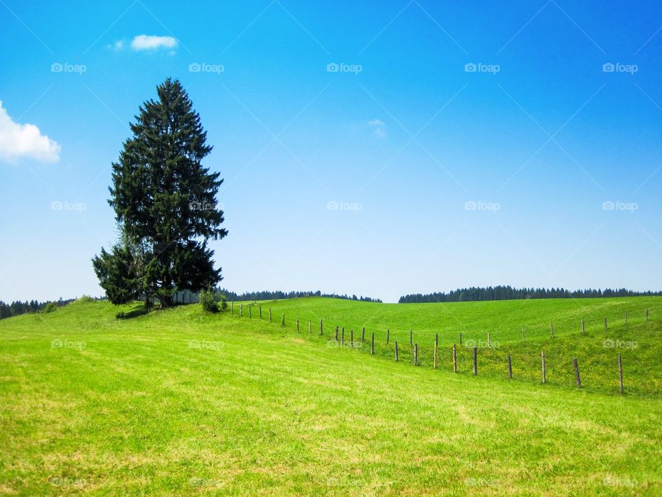 Trees growing on Bavarian grass field