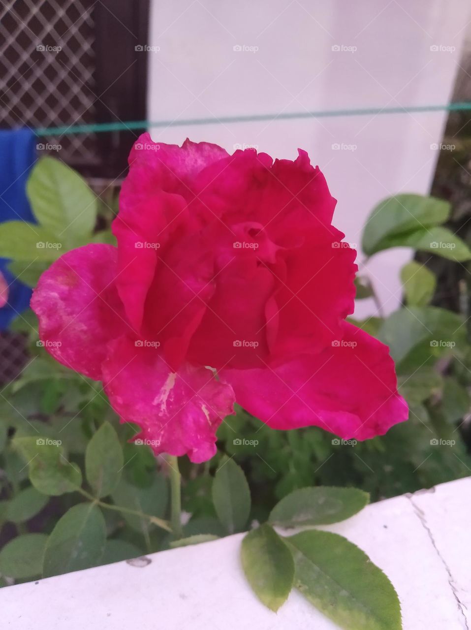 pink flower seasonal fresh shurb small size looks very beautiful generally found everywhere