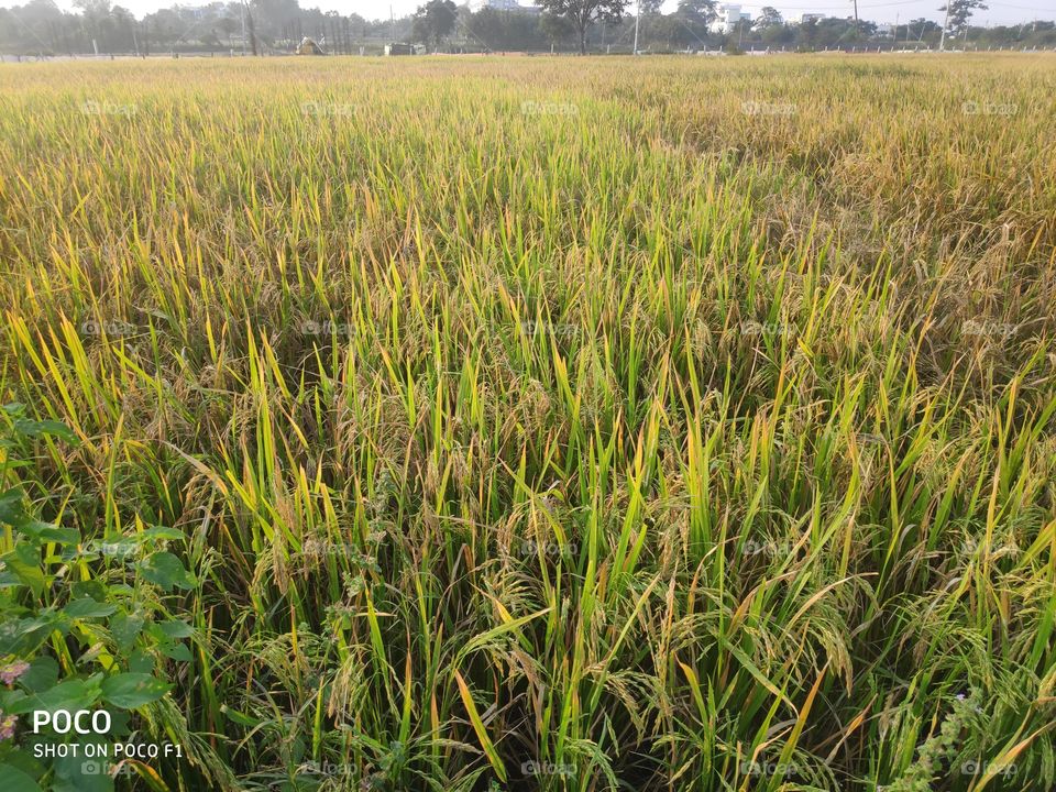 Paddy crop