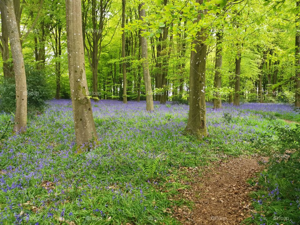 Bluebell woods UK