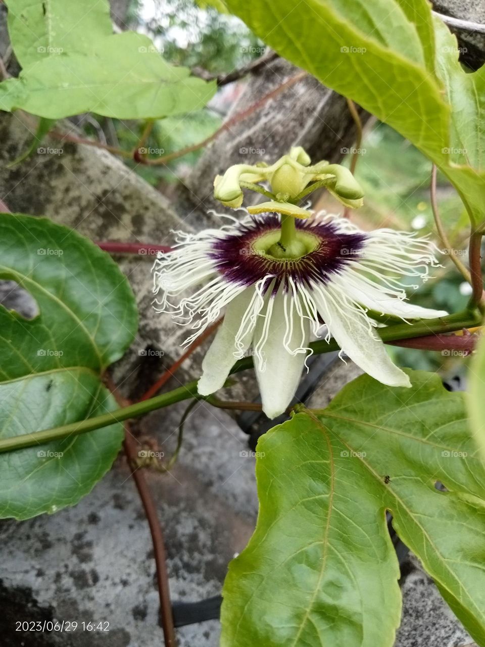 glimmer of happiness