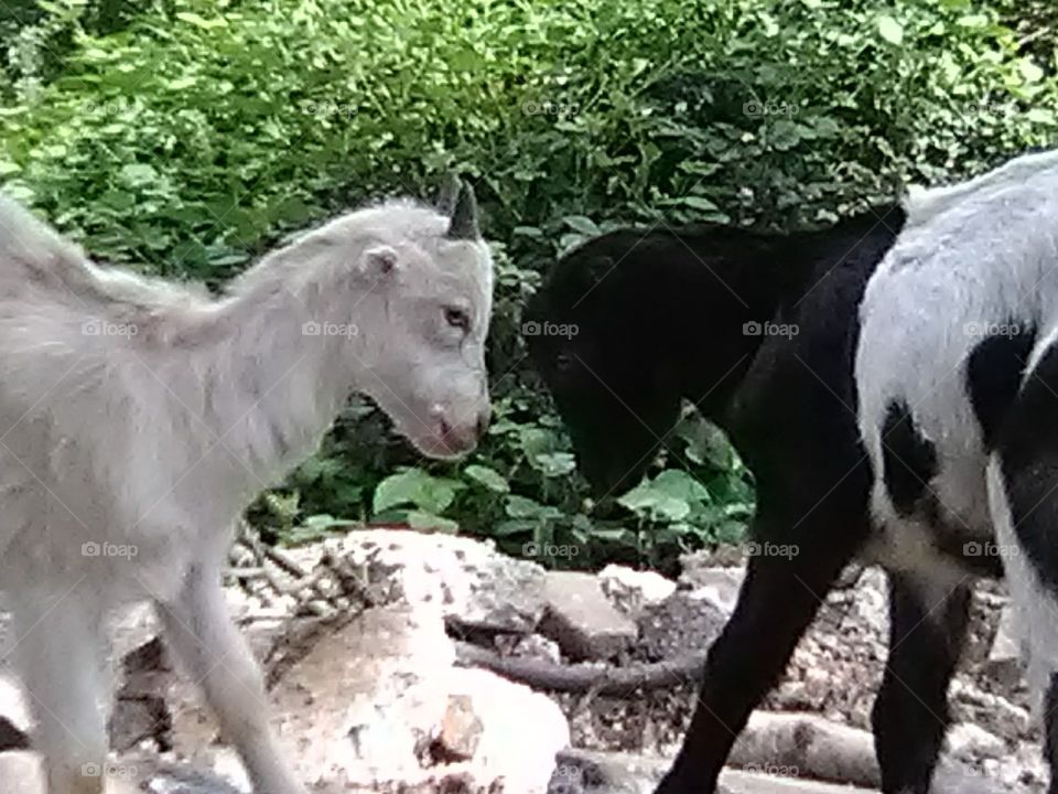 Brother goats playing in springtime