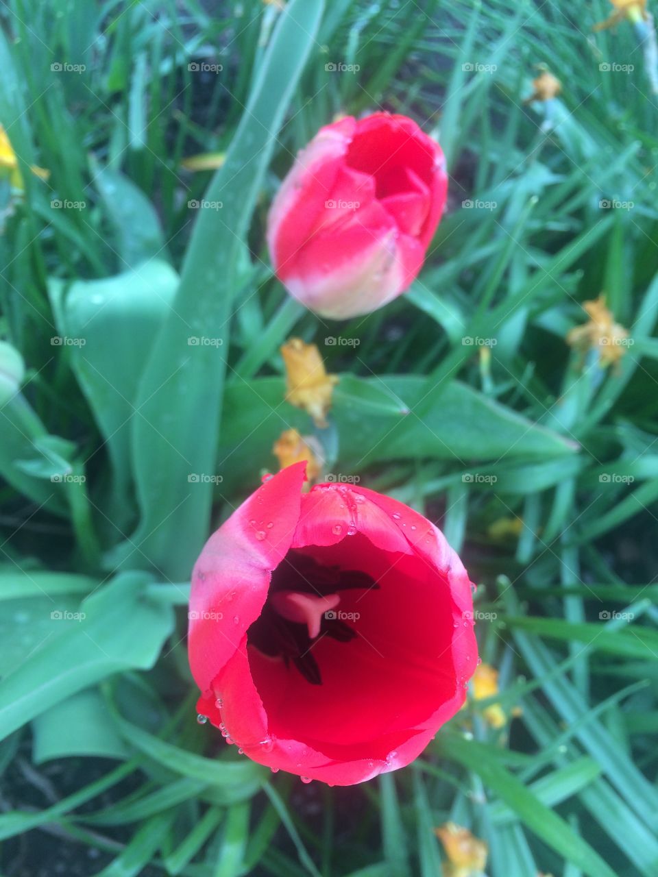 Tulip Duo