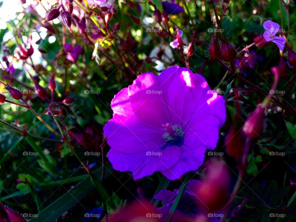 An amazingly and beautifull purple flower! 