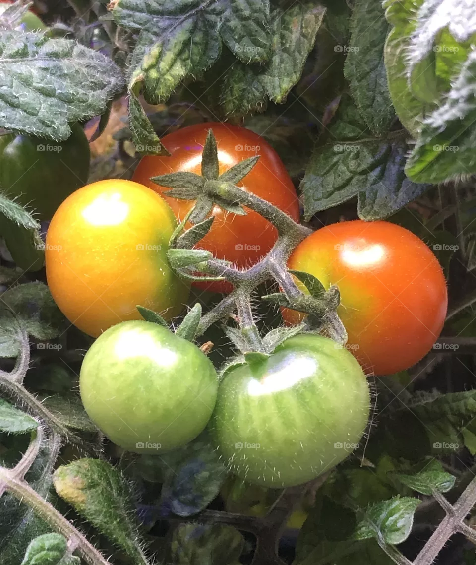 Cherry Tomatoes on Vine - Various Stages of Ripeness