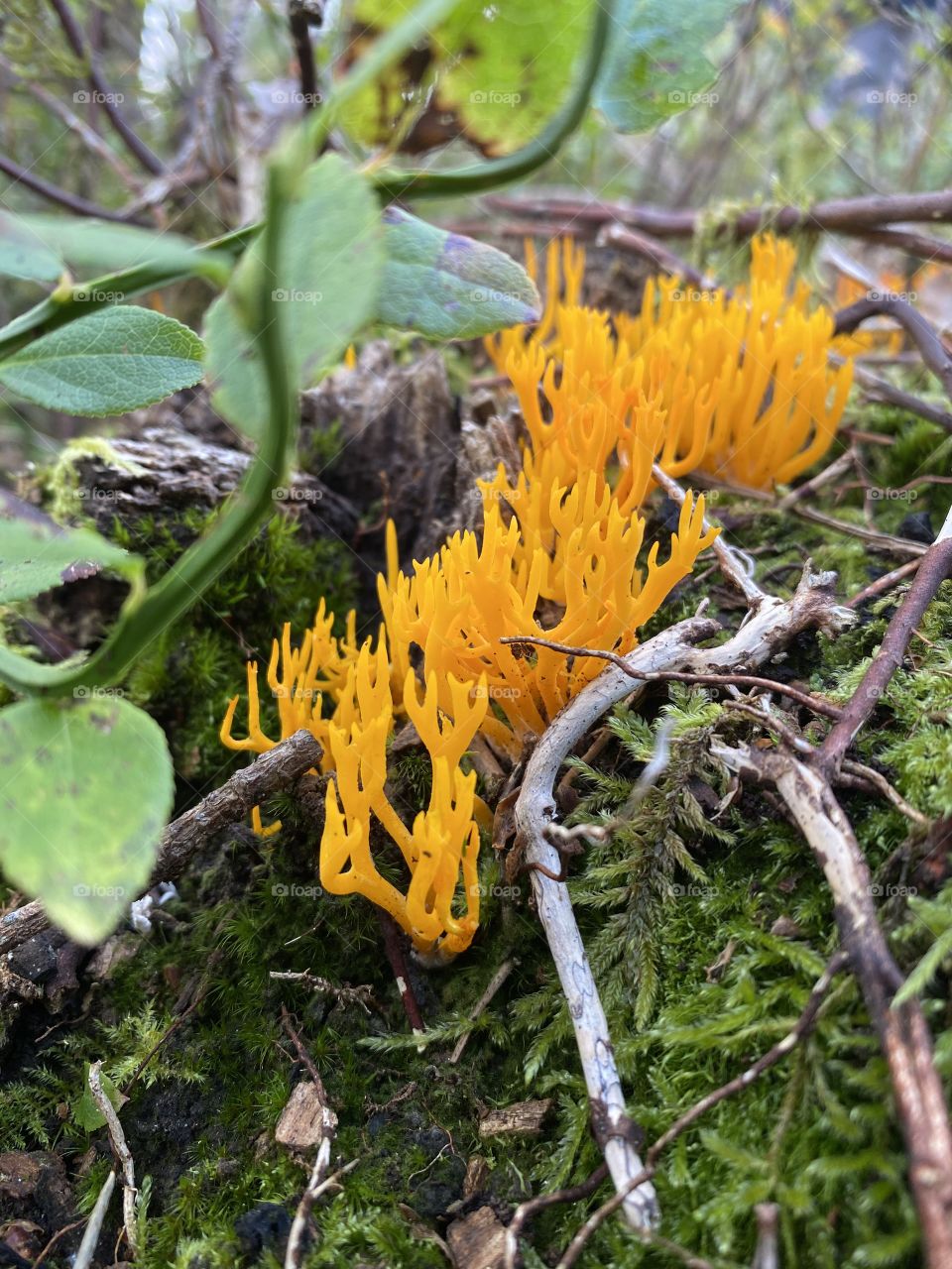 Treasures of the forest