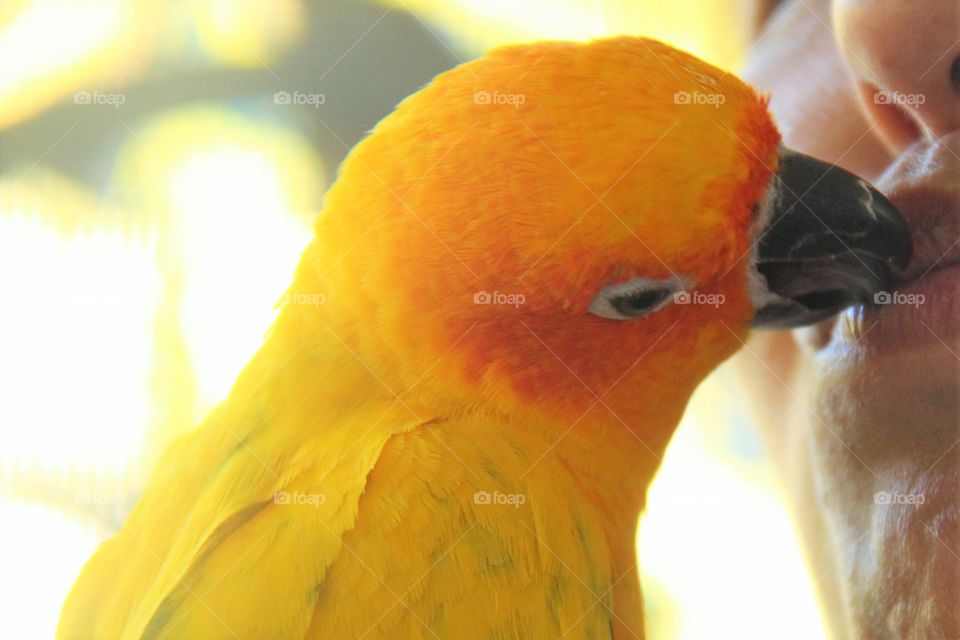 parrot love