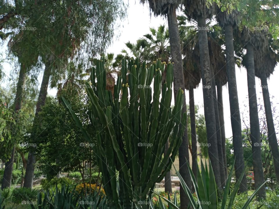 portrait nature in a parc