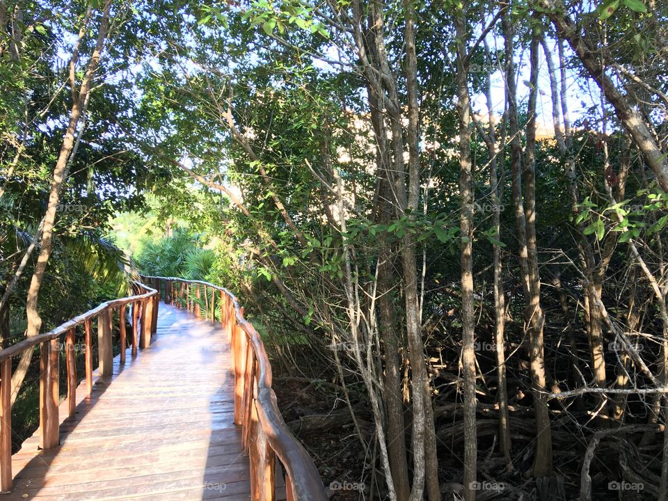 Pathway to get around the Grand Palladium resort facility.  See the beauty of the natural vegetation. 
