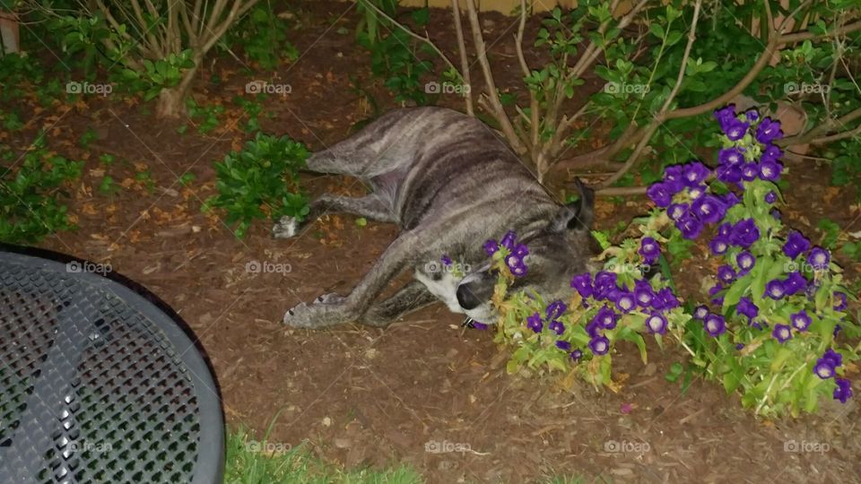 No Person, Nature, Outdoors, Grass, Garden