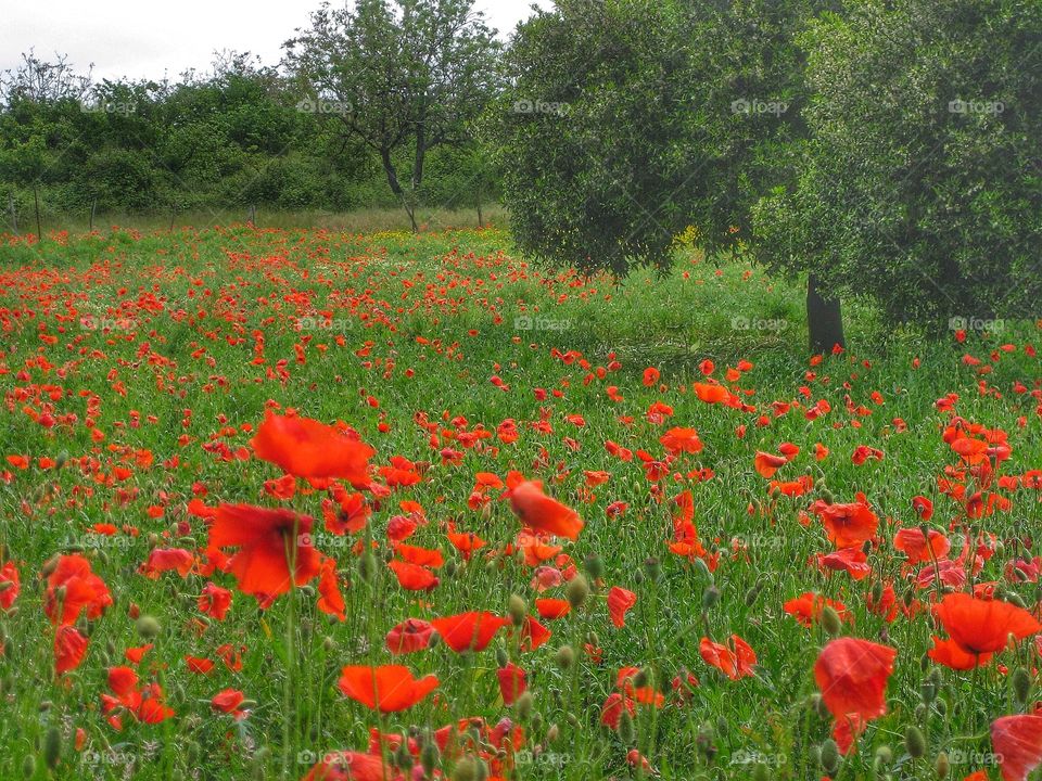 Poppy field Pompéi