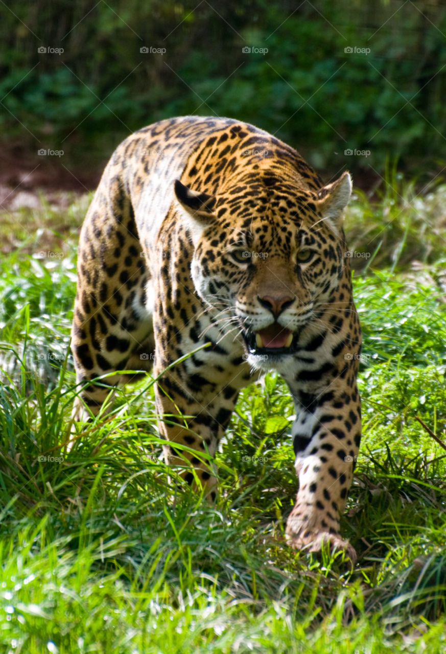 hunting teeth jaguar prowl by hjcooke