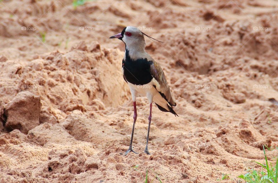 Vanellus chilensis