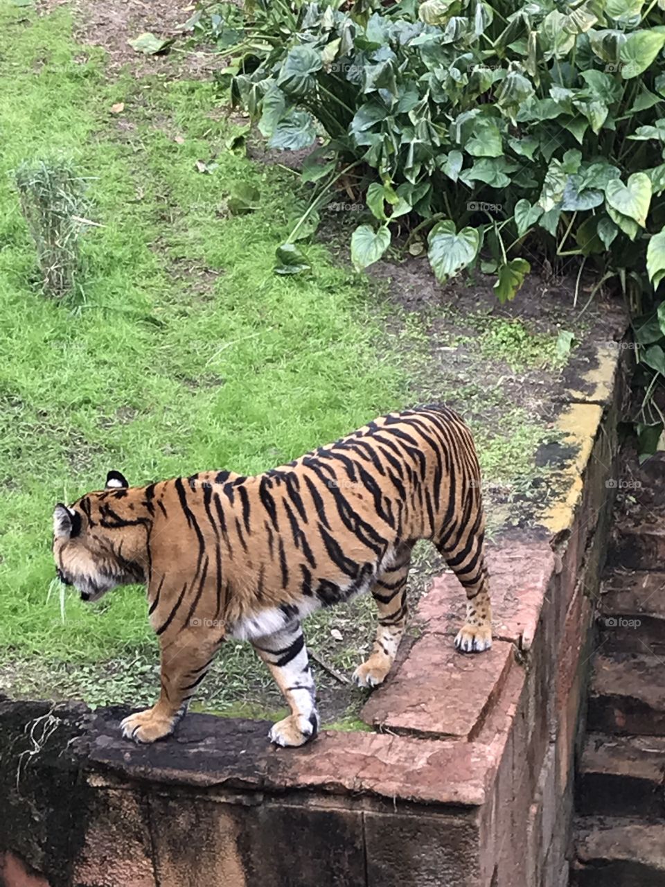 Beautiful Stalking tiger 