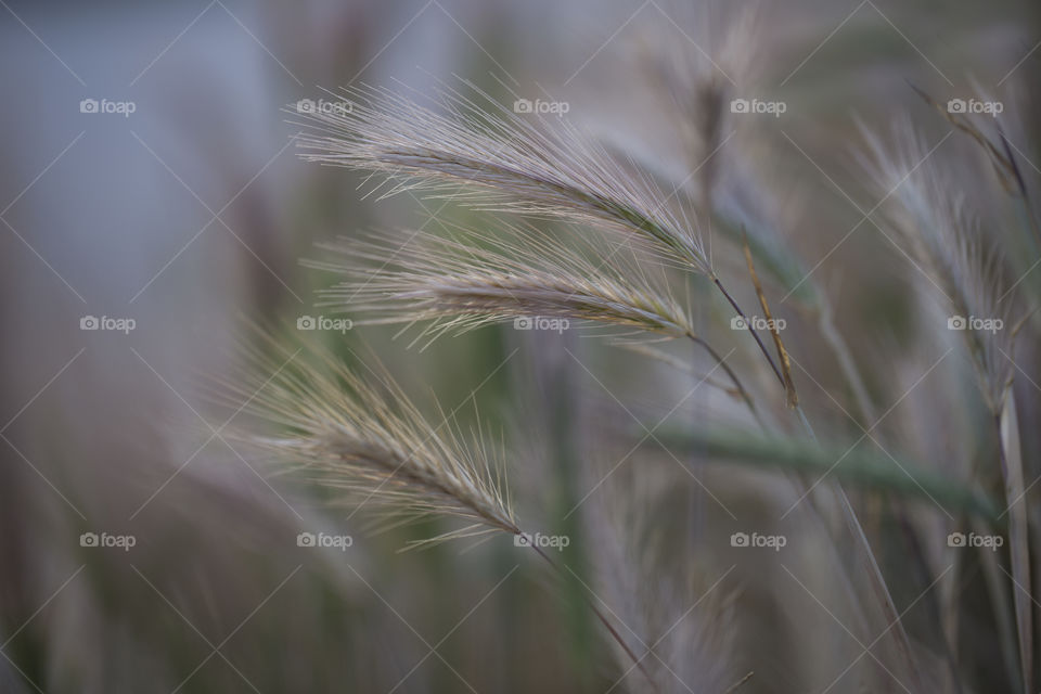 Wheat, Cereal, Field, Blur, Nature