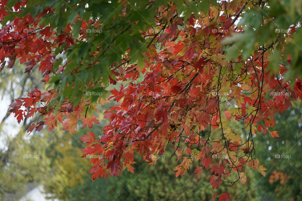 Really red leaves. 