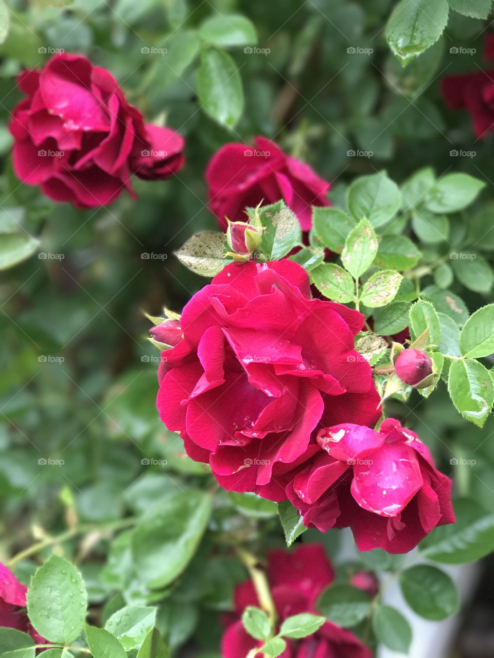 Roses in the rain ☔️ 