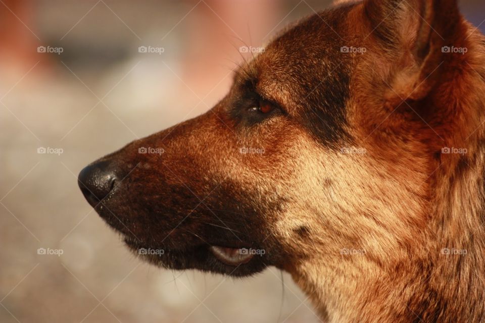 Dog, No Person, Mammal, Portrait, Canine