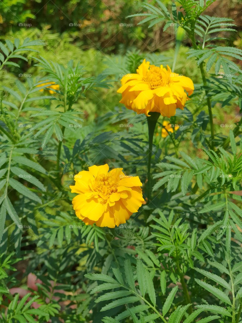 flower,yellow
