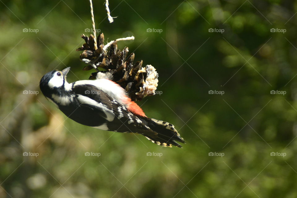 Female woodpecker without red spot in neck 