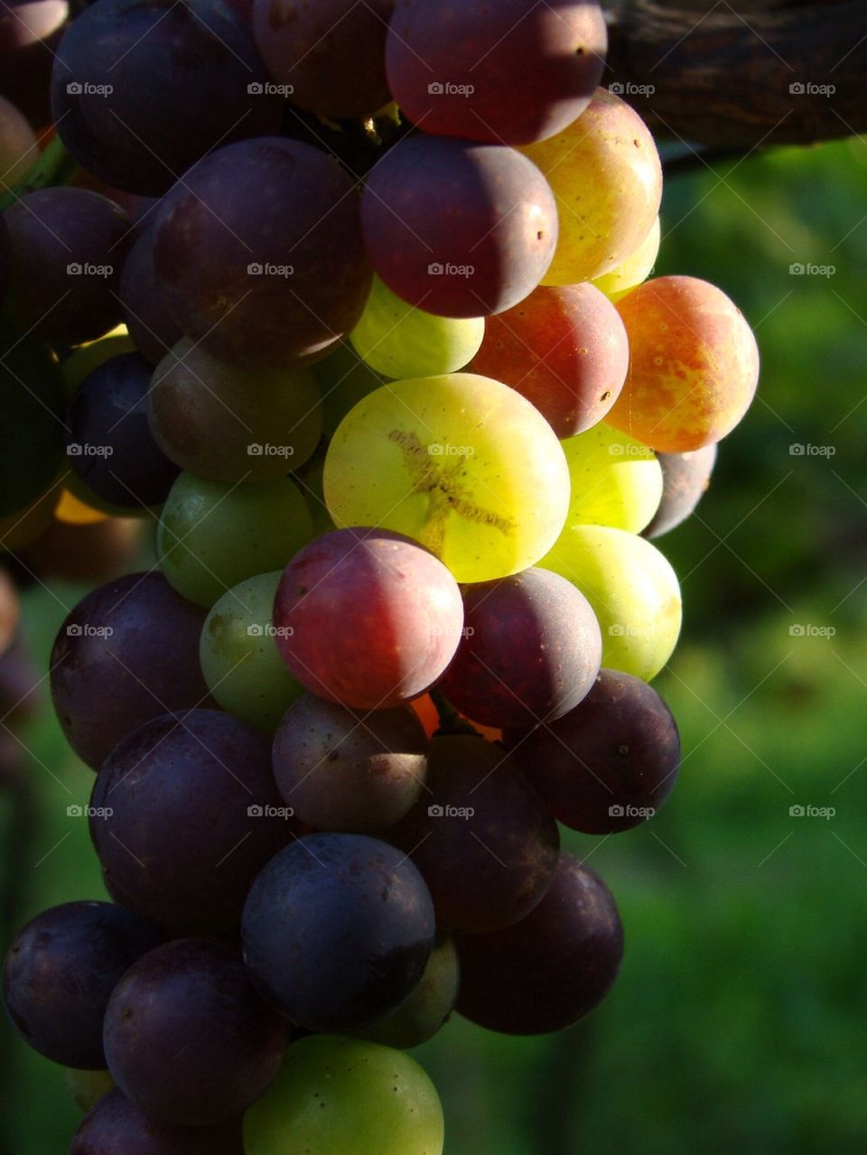 Grape