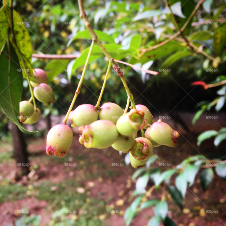 Our jambo tree promises! The first fruits of the tasty fruit already appear. / Nosso pé de jambo promete! Os primeiros frutos da saborosa fruta já surgem.
😋
#natureza #fotografia #pomar