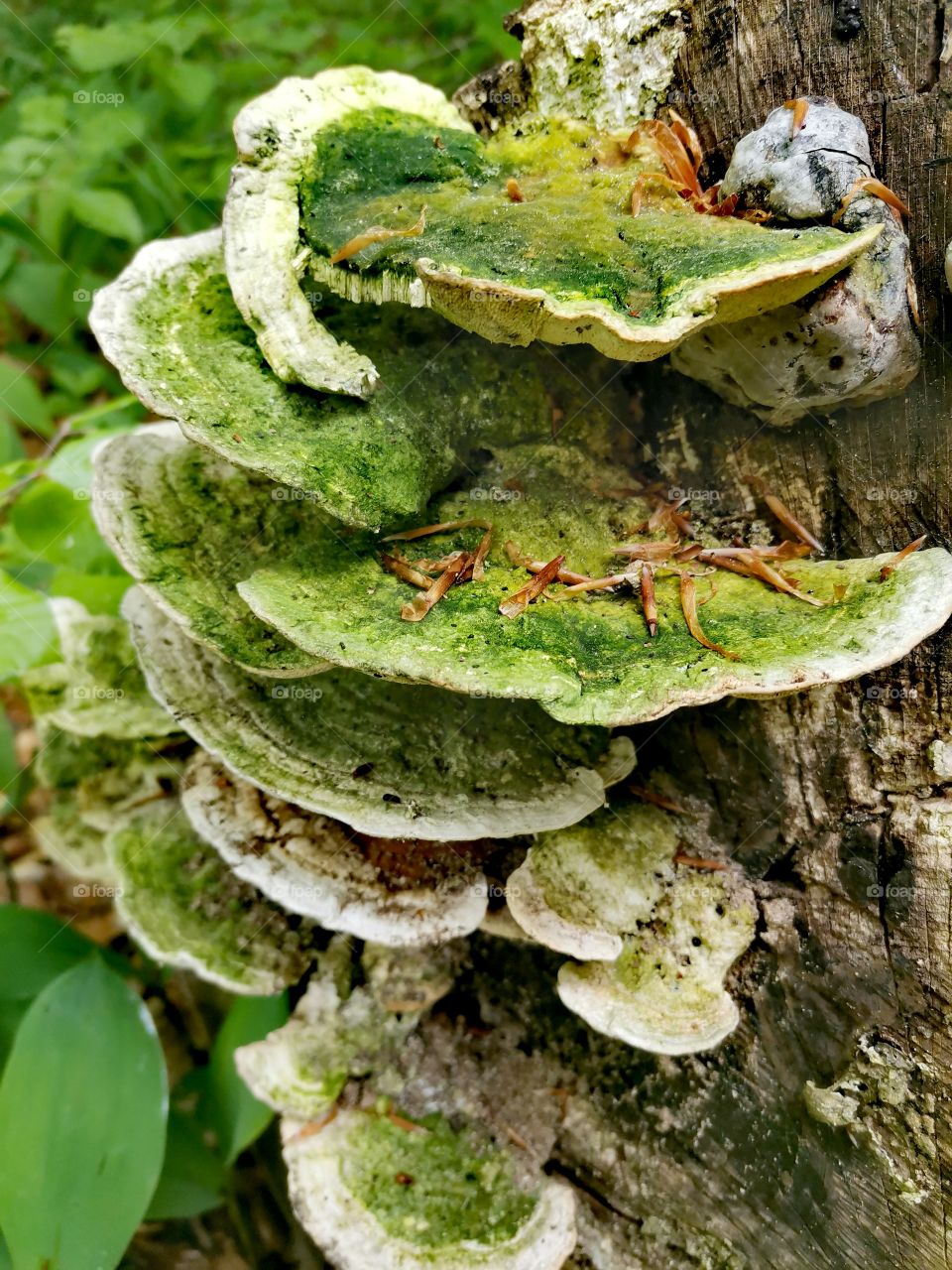 Close up of white tree fungis with green moss on it on a trunk of a birch tree with green leaves at the background