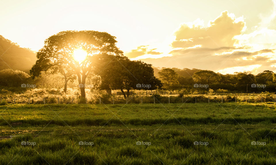 Sunlight in between trees