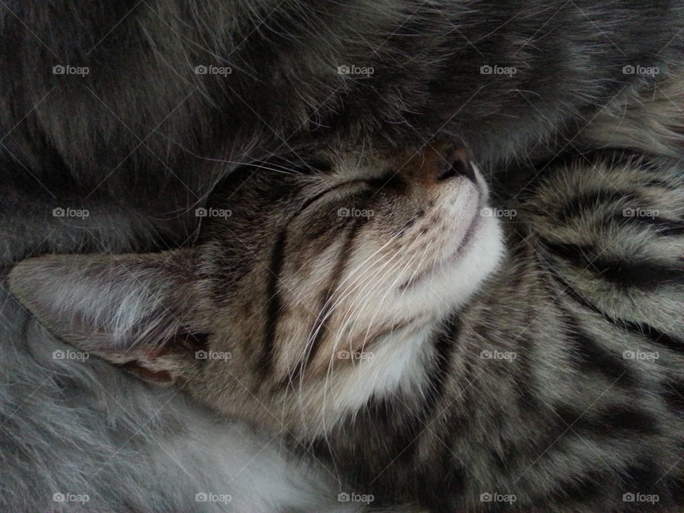 Two of our three cats Leo and Tusse. Both had a rough start living outdoors and not being cared for. We have adopted all cats and they are adorable both to people and to each other. π»π»π»π»π»