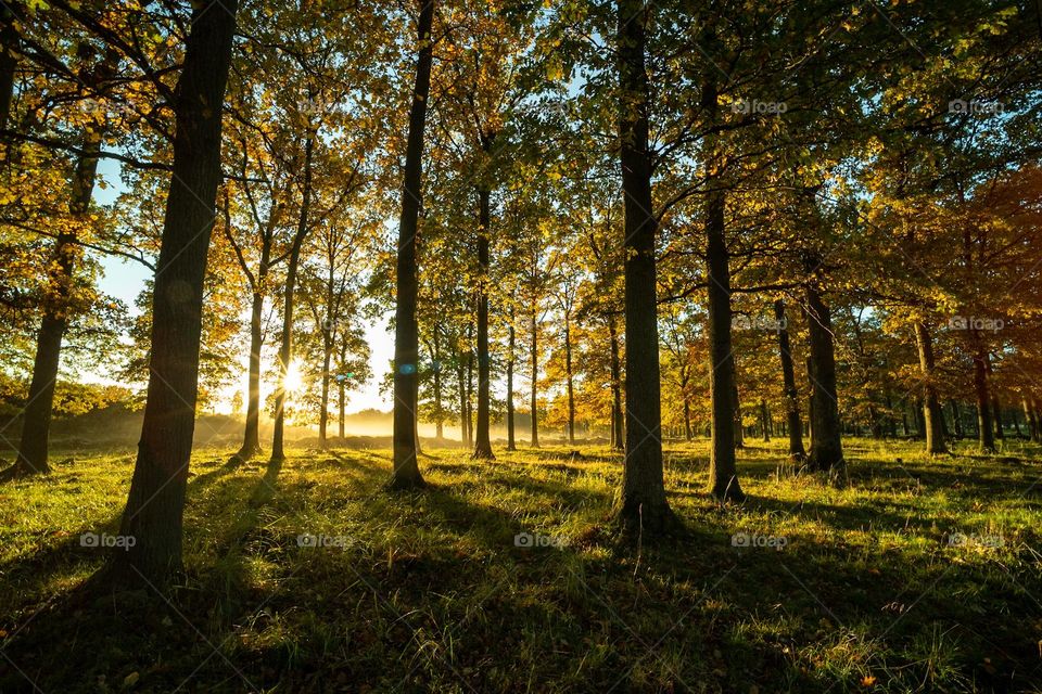 Morning sunrays in the forest