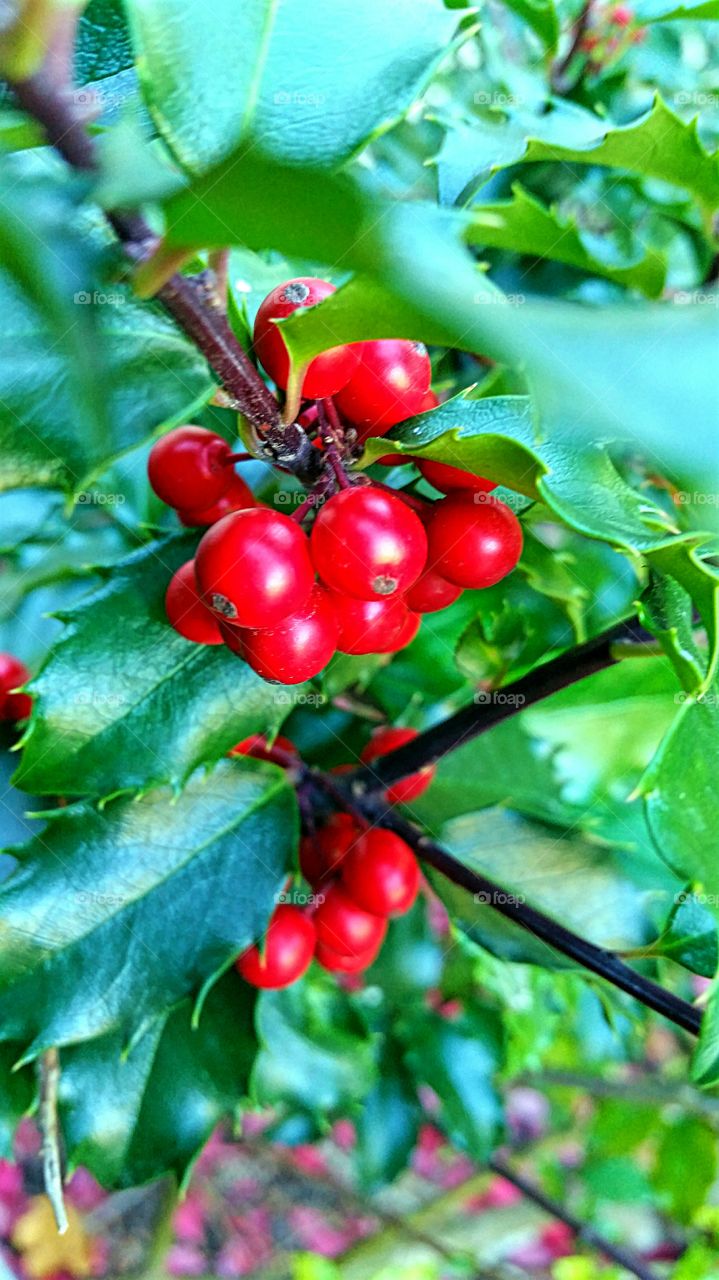 Holly Berries on the  Vine!