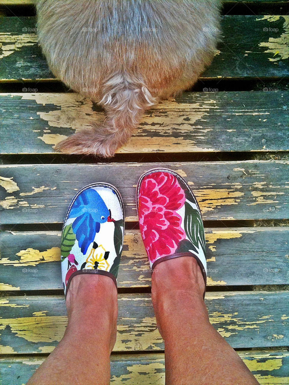 sweden summer shoes dog by piaktw