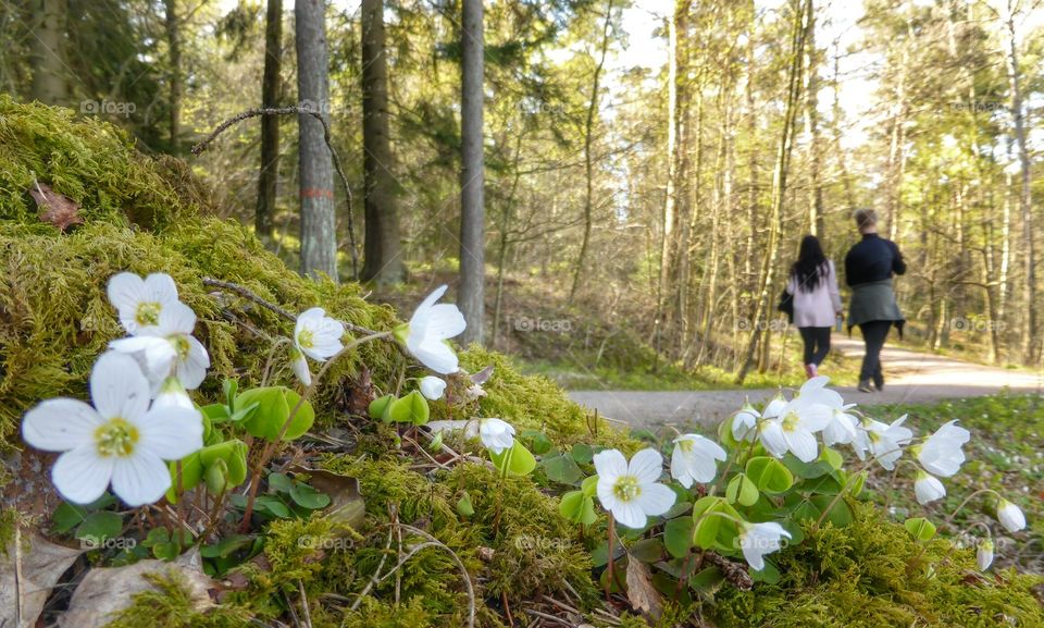 Walking in a forest in Sweden 