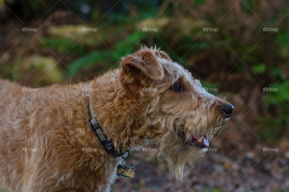 Irían terrier