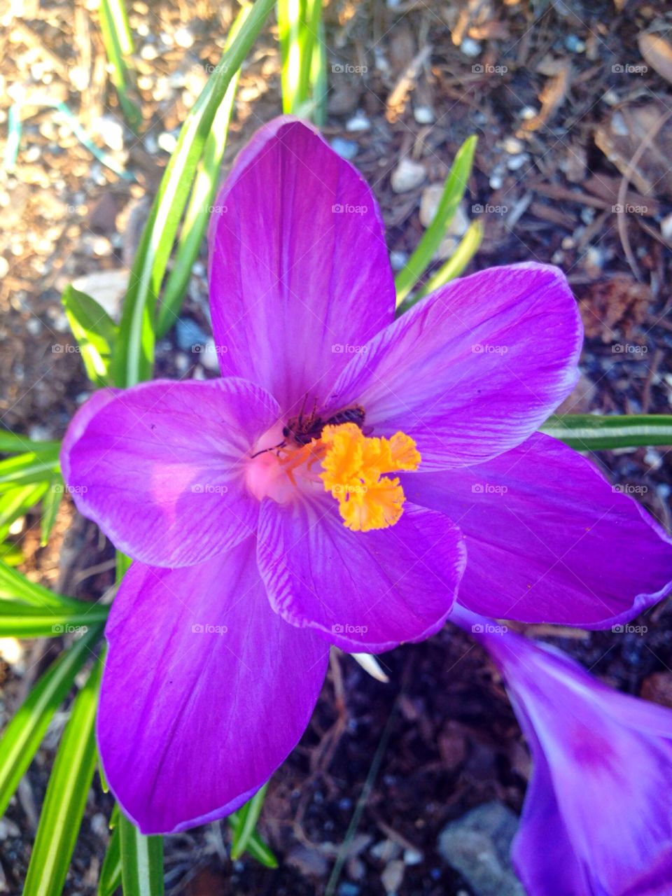 Purple Crocus (and a bee). A purple Crocus in full bloom, with a bee in its center