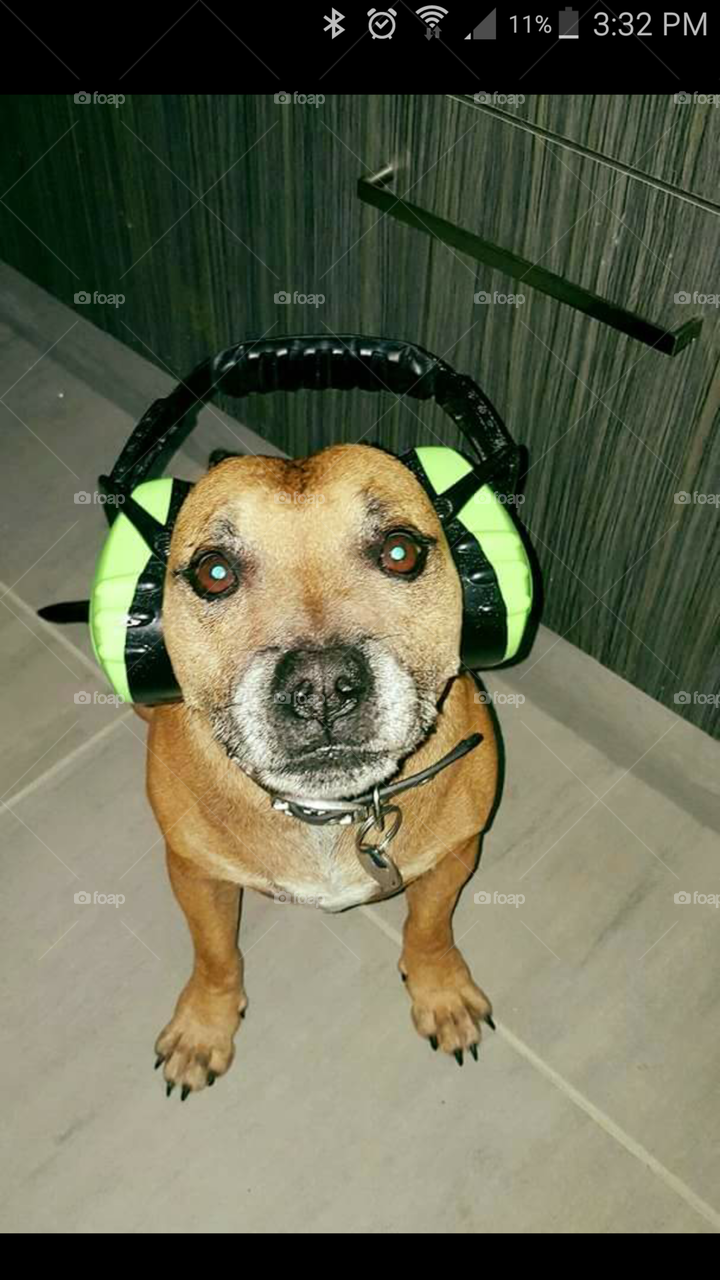 Cute Dog with earmuffs on.