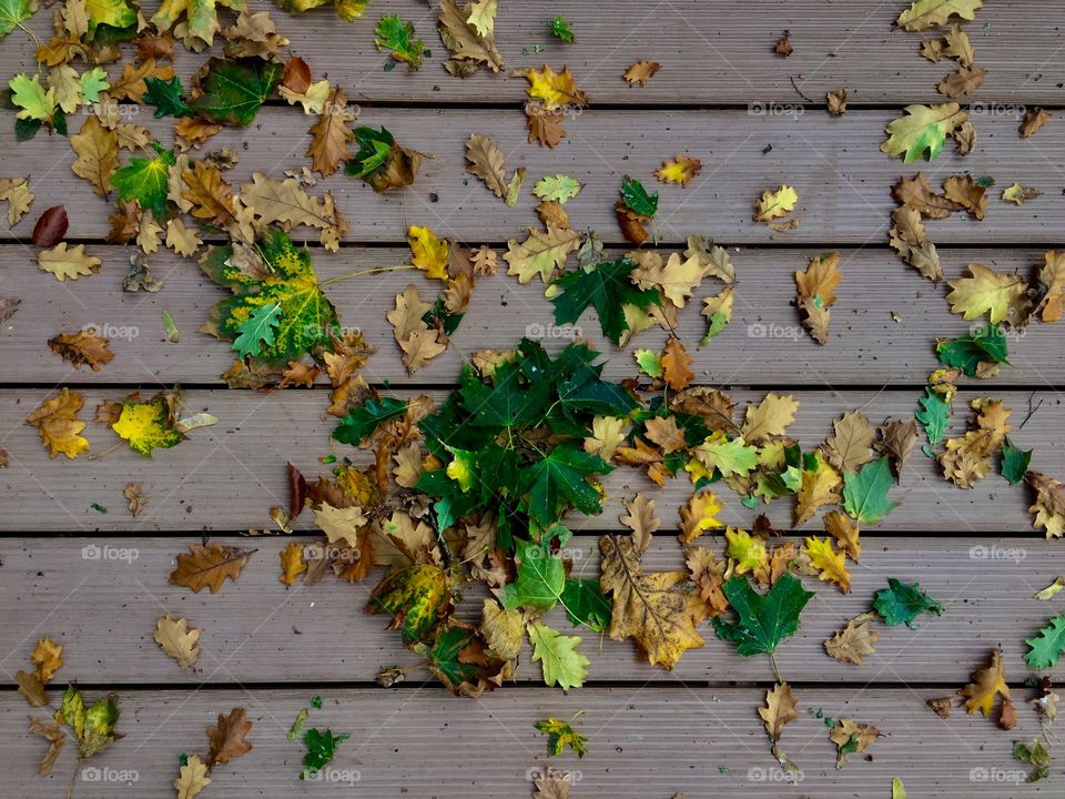 Close-up of leaves on wood