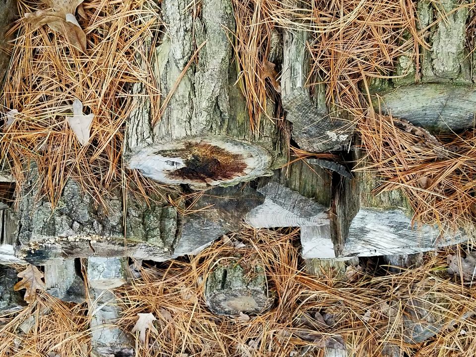 Wood pile